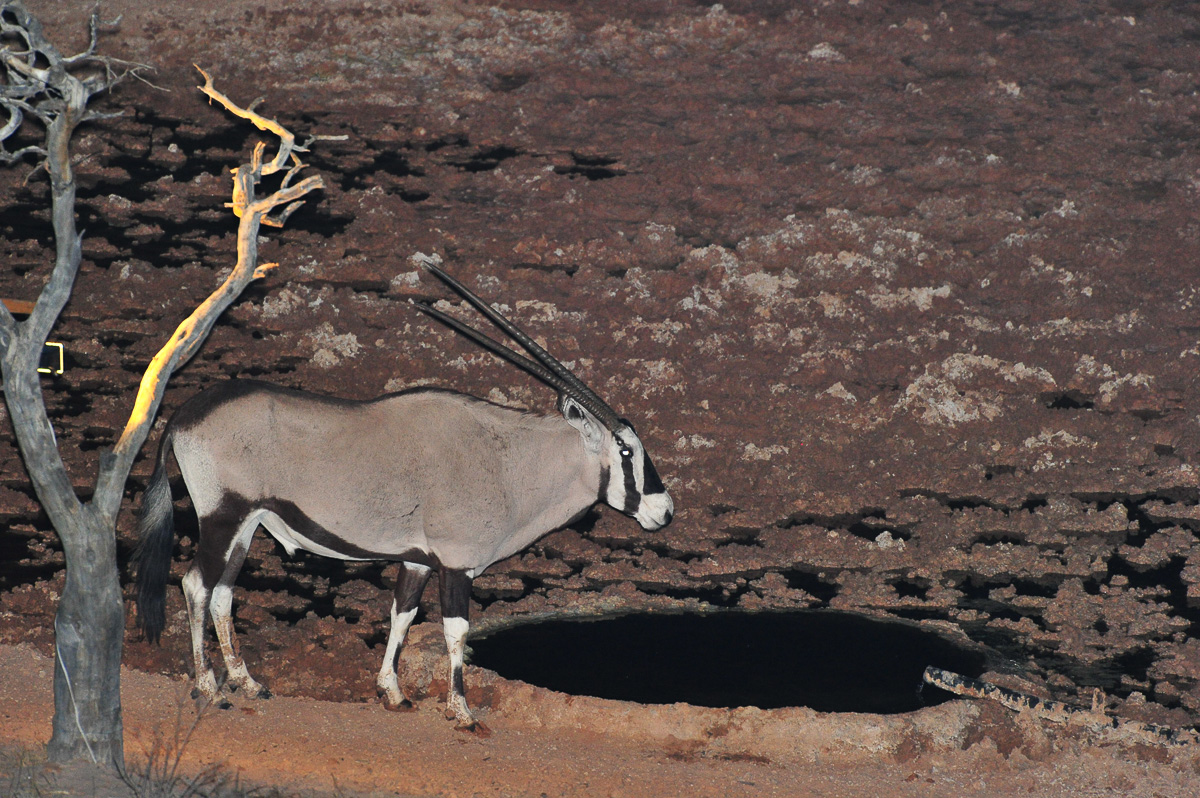 Gemsbok at !Xaus waterhole at night