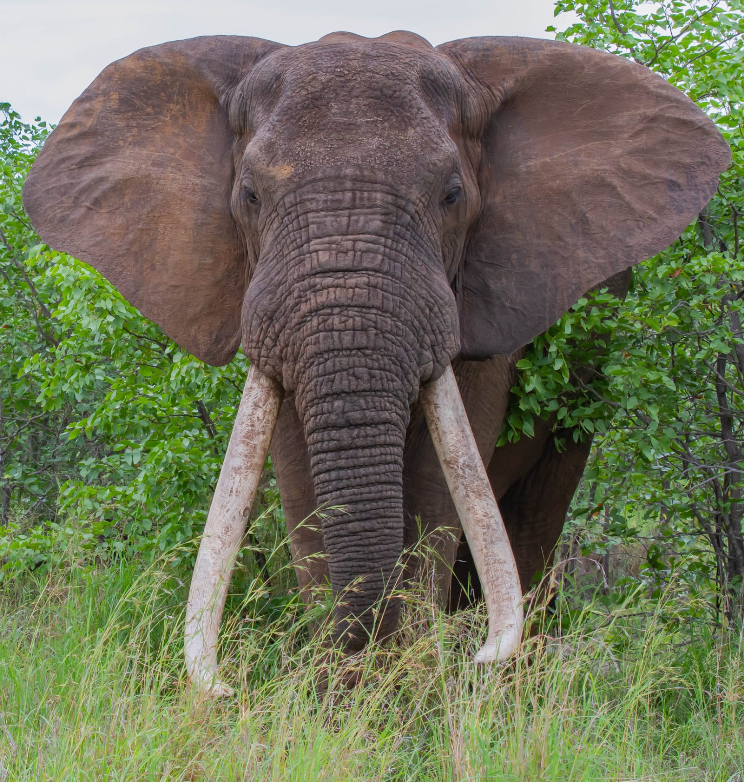 Xidudla emerging Kruger Tusker
