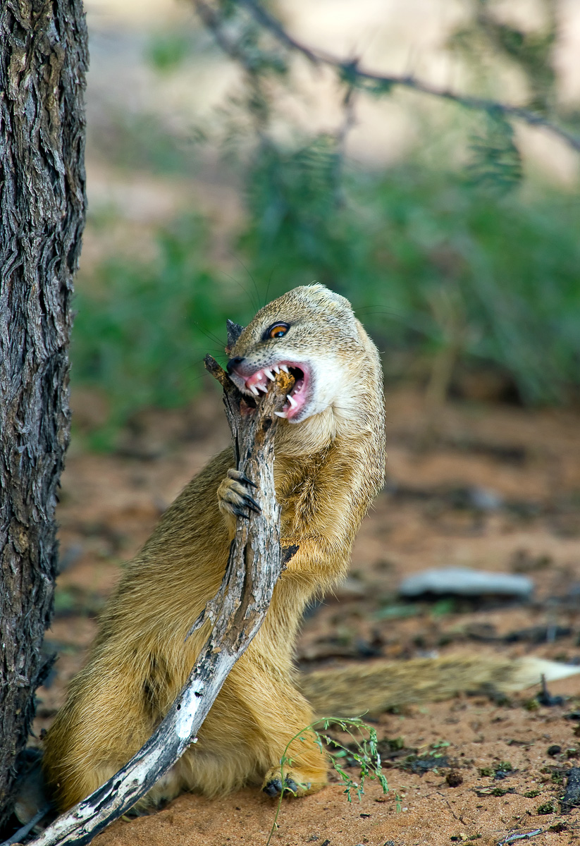Yellow Mongoose entertaining us at KTC