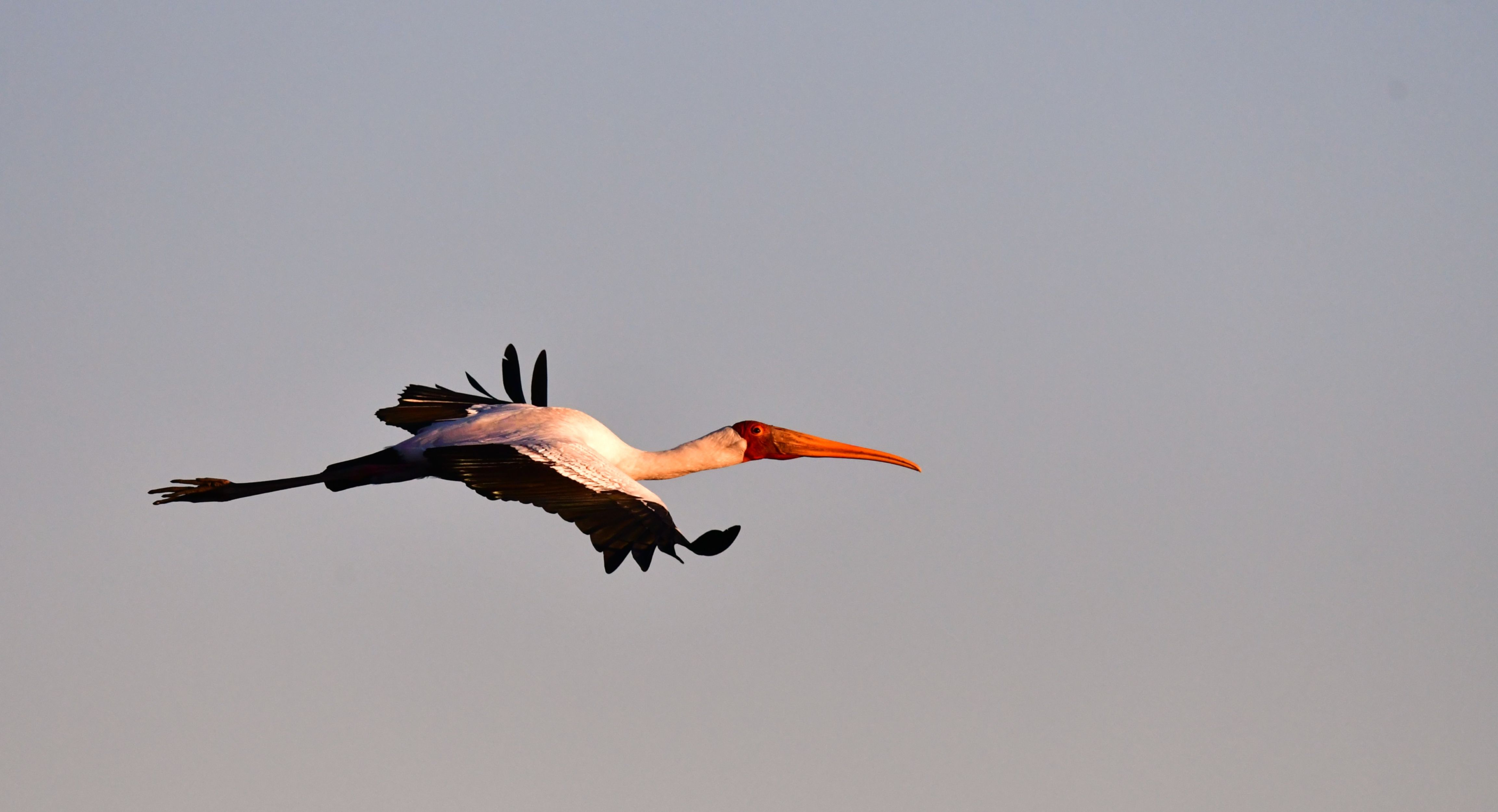 Yellow Billed Stork flying past the Cresta Mowana Safari Lodge