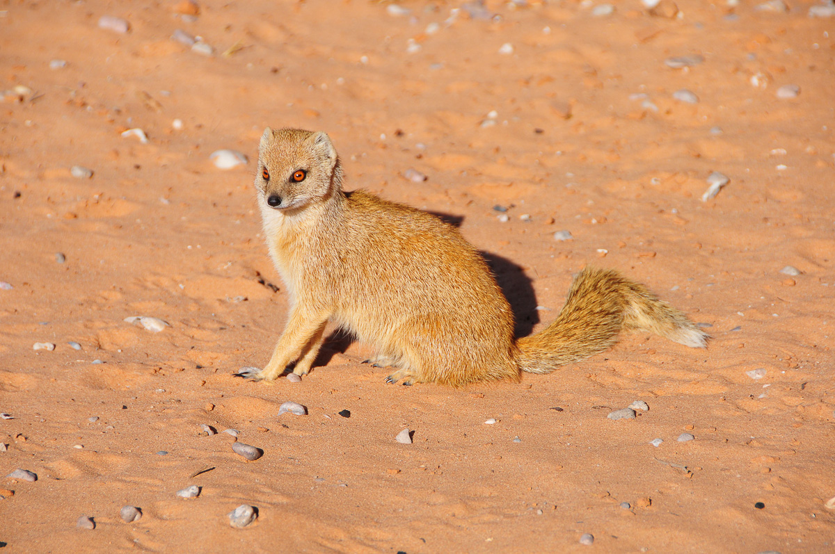 Yellow mongoose visiting us at Urikaruus camp