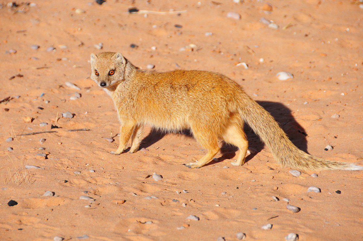 Yellow mongoose posing at Urikaruus camp