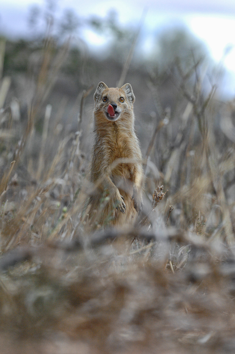 Yellow mongoose posing for us at KTC