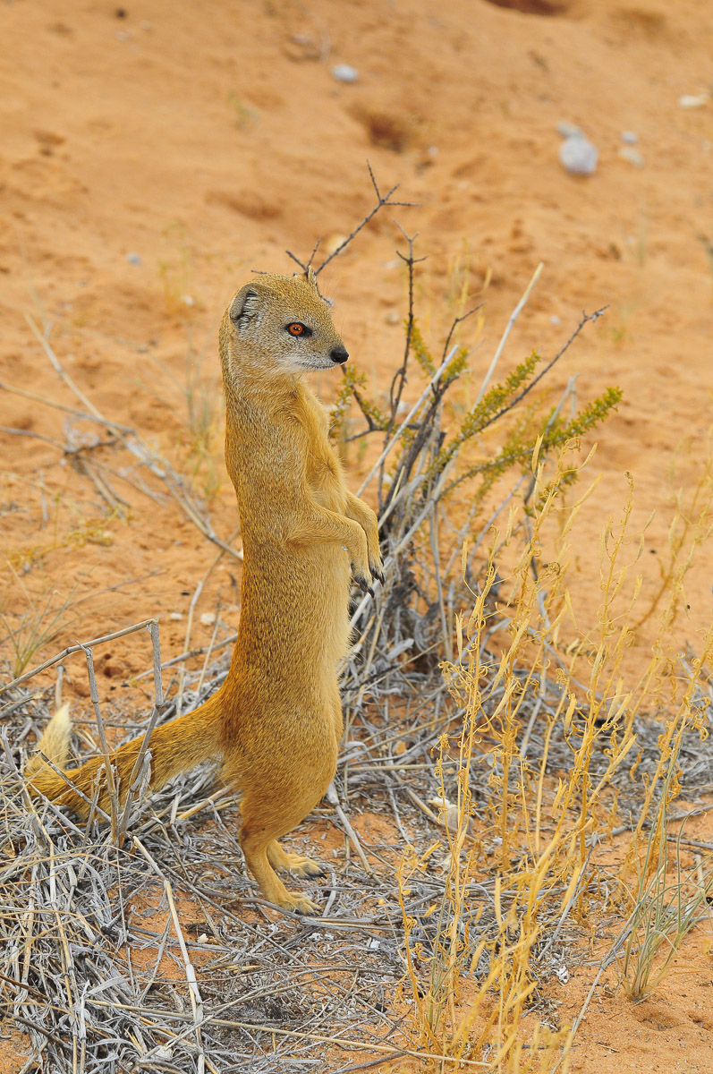 Yellow mongoose posing for us behind our Urikaruus cabin