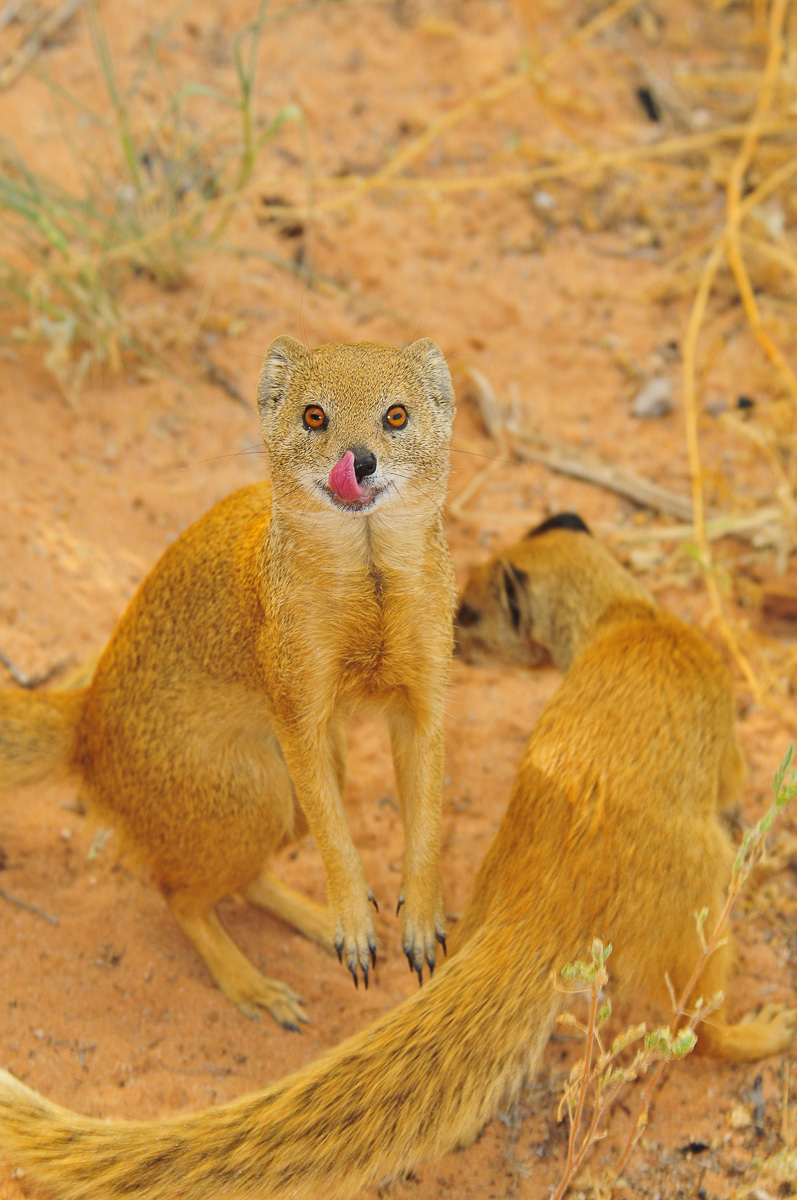 Yellow mongoose entertaining us at our Urikaruus cabin