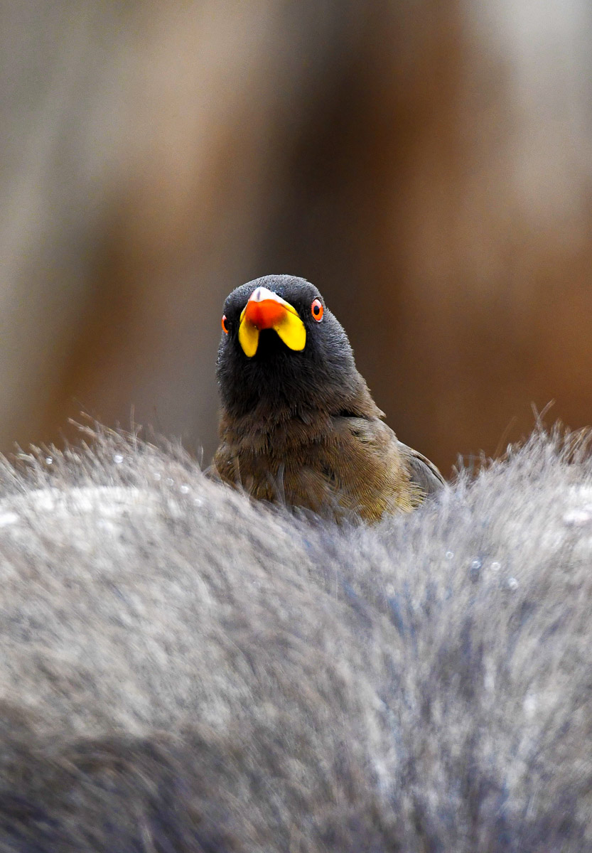 Yellowbilled Oxpecker on Buffalo's head image taken near Shimuwini in the Kruger National Park