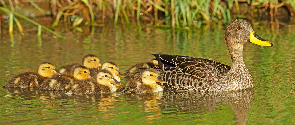 Yellowbilled duck with her chicks at Lake Panic