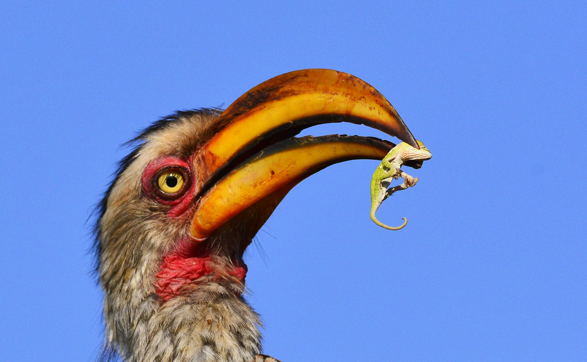 Yellowbilled Hornbill with baby Chameleon, image taken in the Kruger National Park