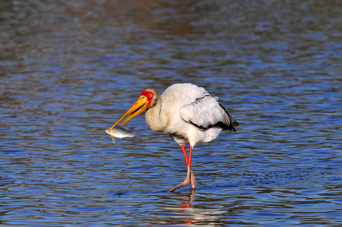 Yellowbilled stork with fish at Sunset dam