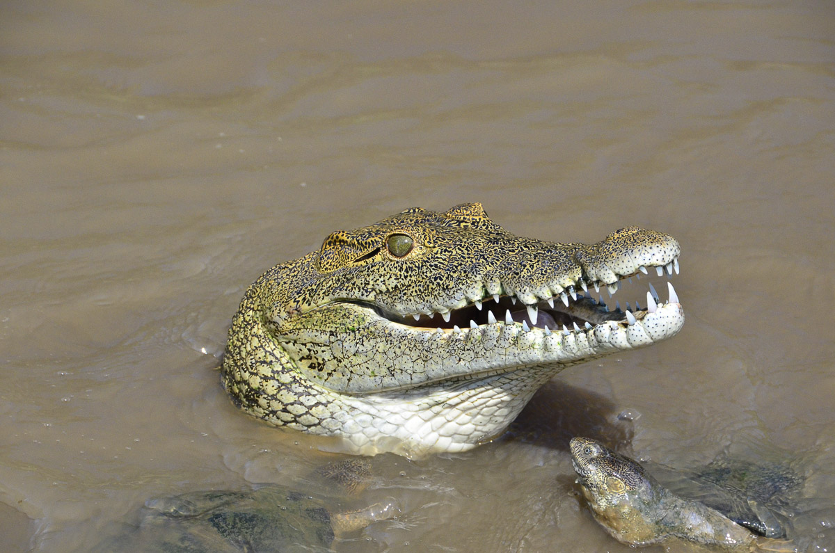 Young crocodile and Terrapin near Olifants