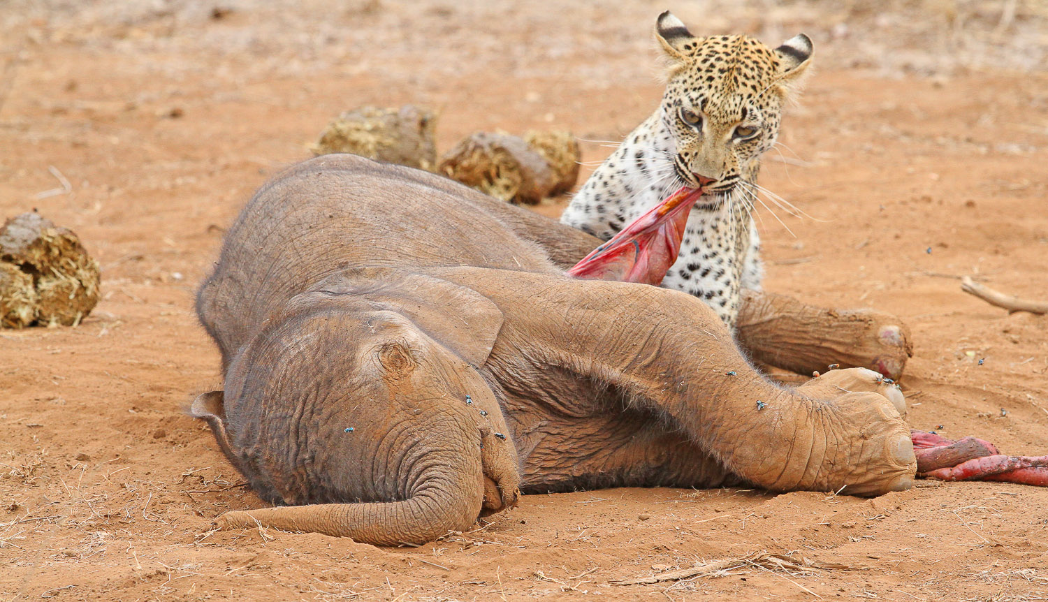 Young leopard eating dead baby elephant near Balule camp in the Kruger National Park