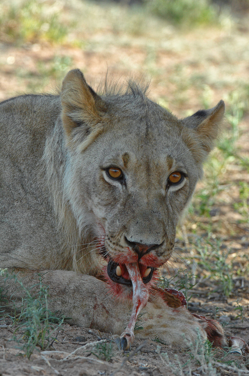 Young lion with kill near KTC