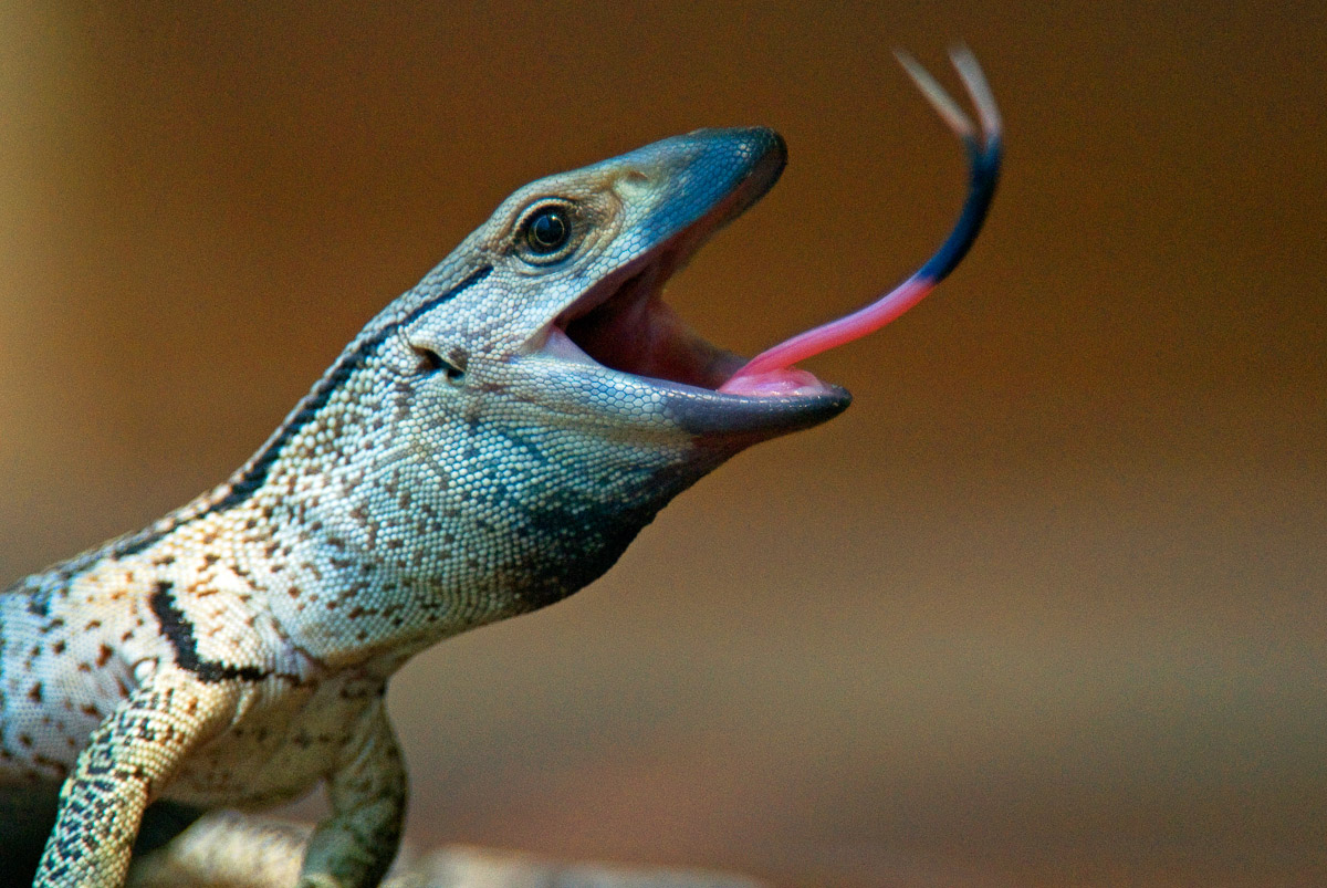 Young monitor lizard found on our veranda in Orpen camp