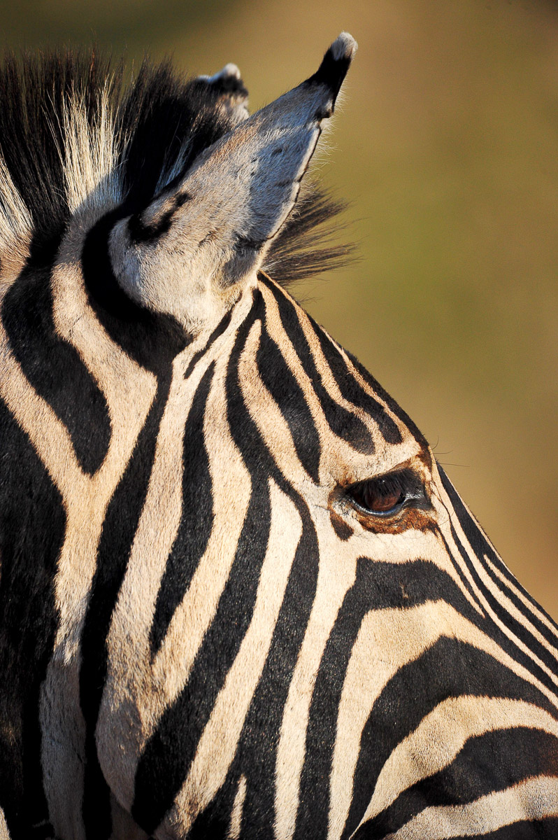 Zebra image taken on our Tshukudu game drive