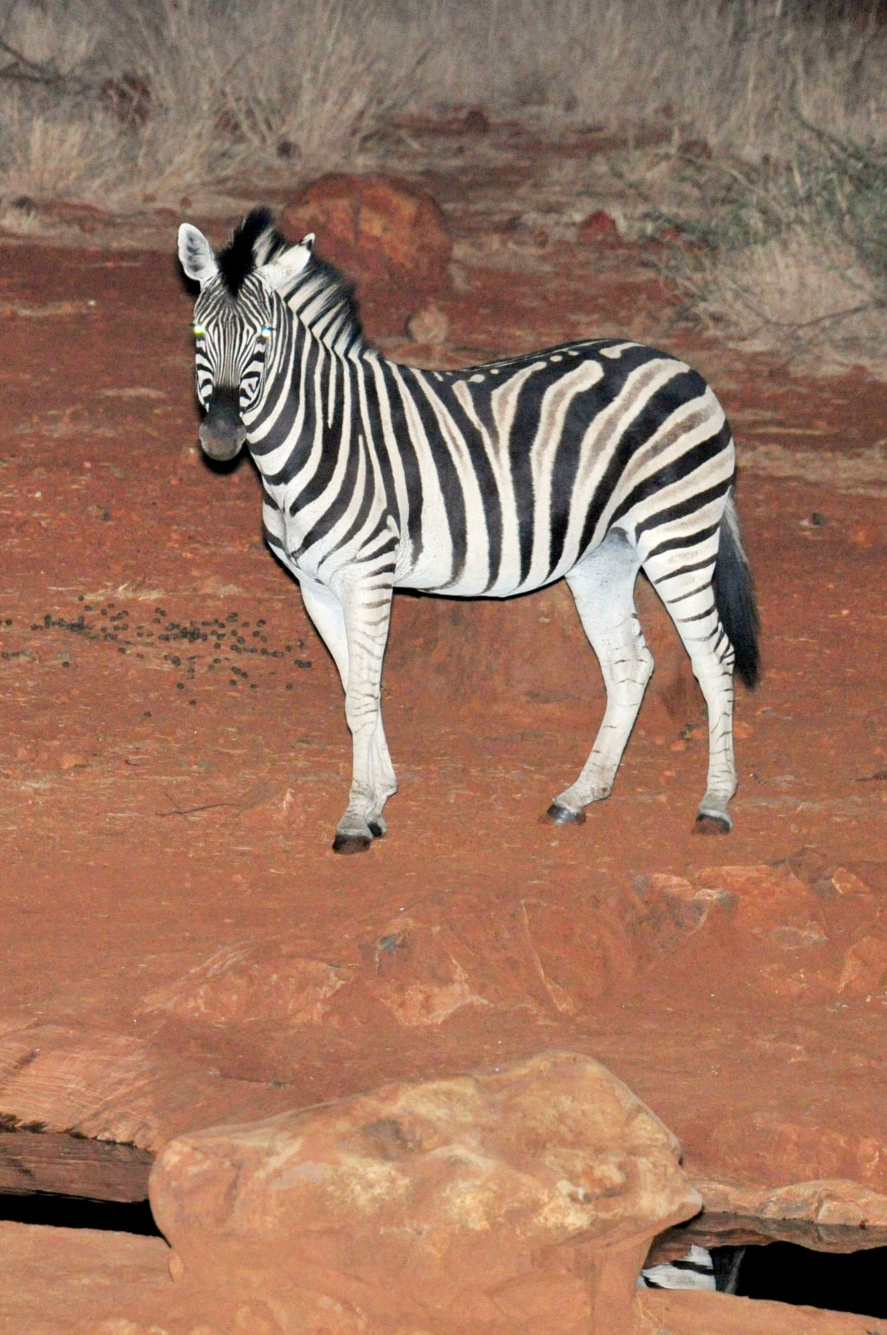Zebra at night image taken at Etali Safari Lodge
