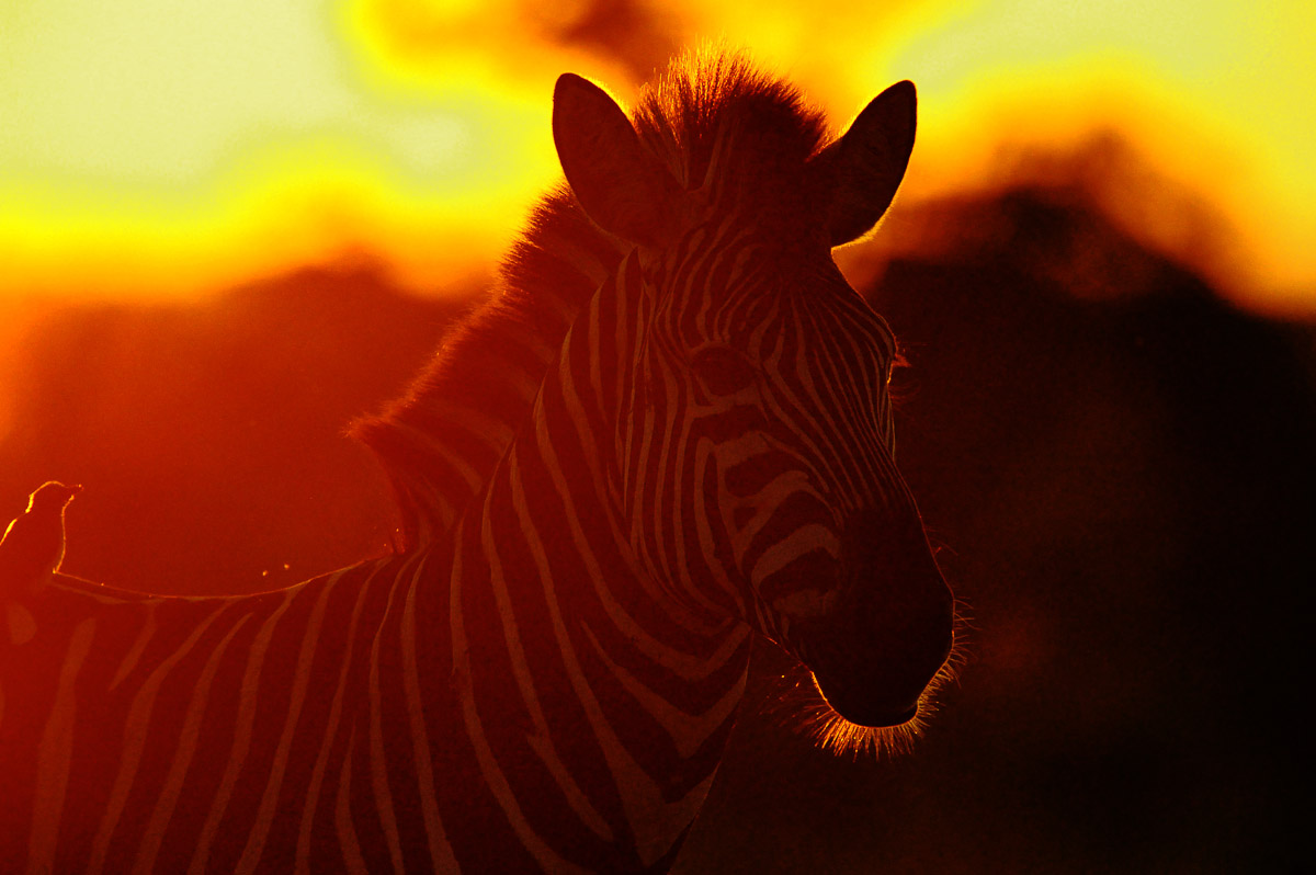 Silhouette of Zebra and Oxpecker at Red Rock waterhole near Bateleur Bush Camp in the Kruger National Park