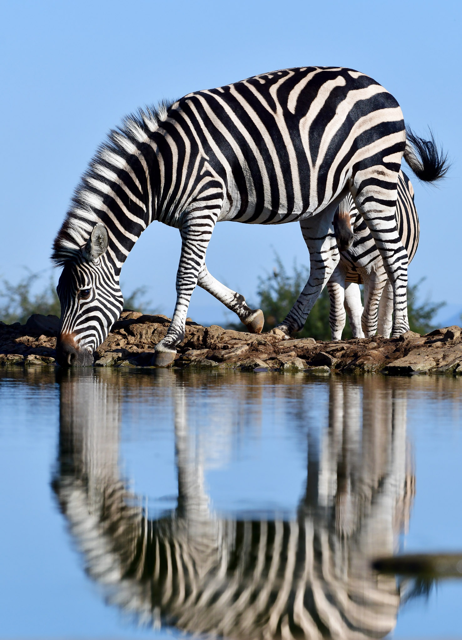 Zebra drinking at Last Word Madikwe