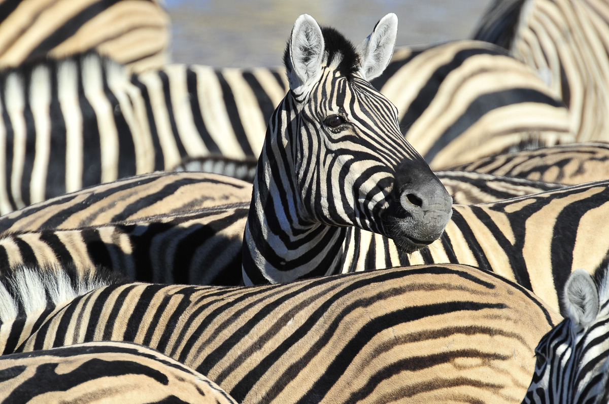 One Zebra with its head up at Okaukuejo