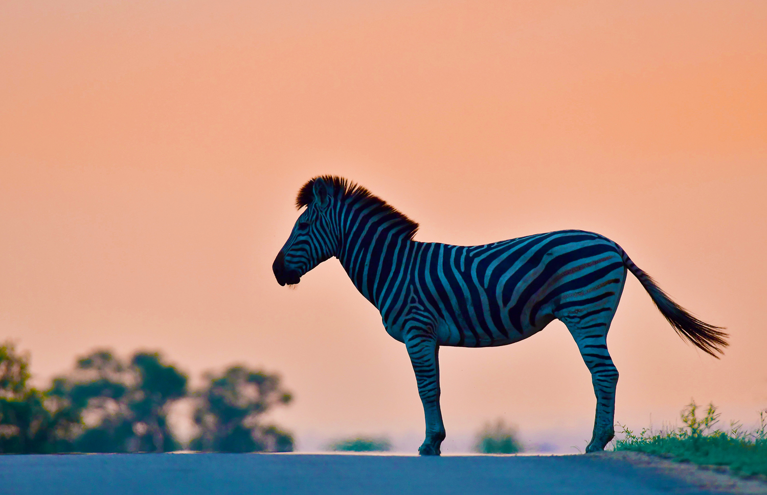 Silhouette of Zebra standing in the road at Sunrise in the Kruger National Park Silhouette of Zebra standing in the road at Sunrise in the Kruger National Park