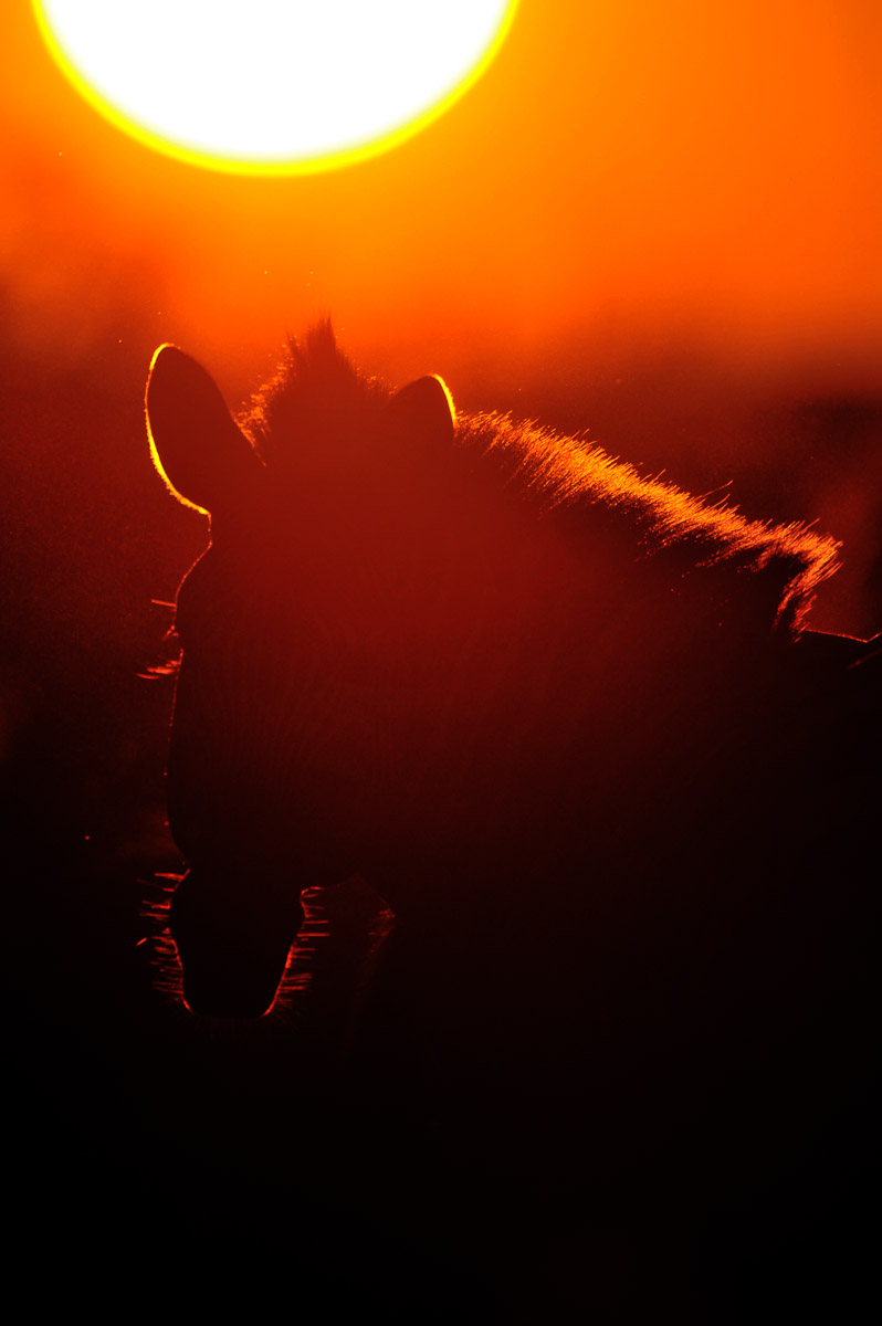 Zebra silhouette taken at sunrise at Red Rocks in the Kruger National Park