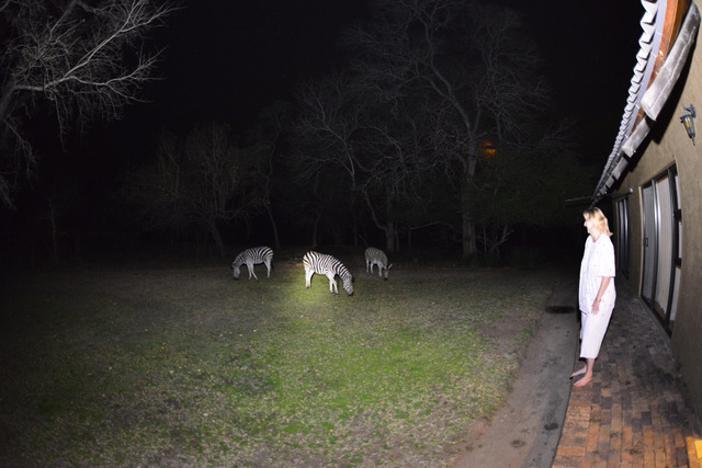 three zebra grazing out side our room at night
