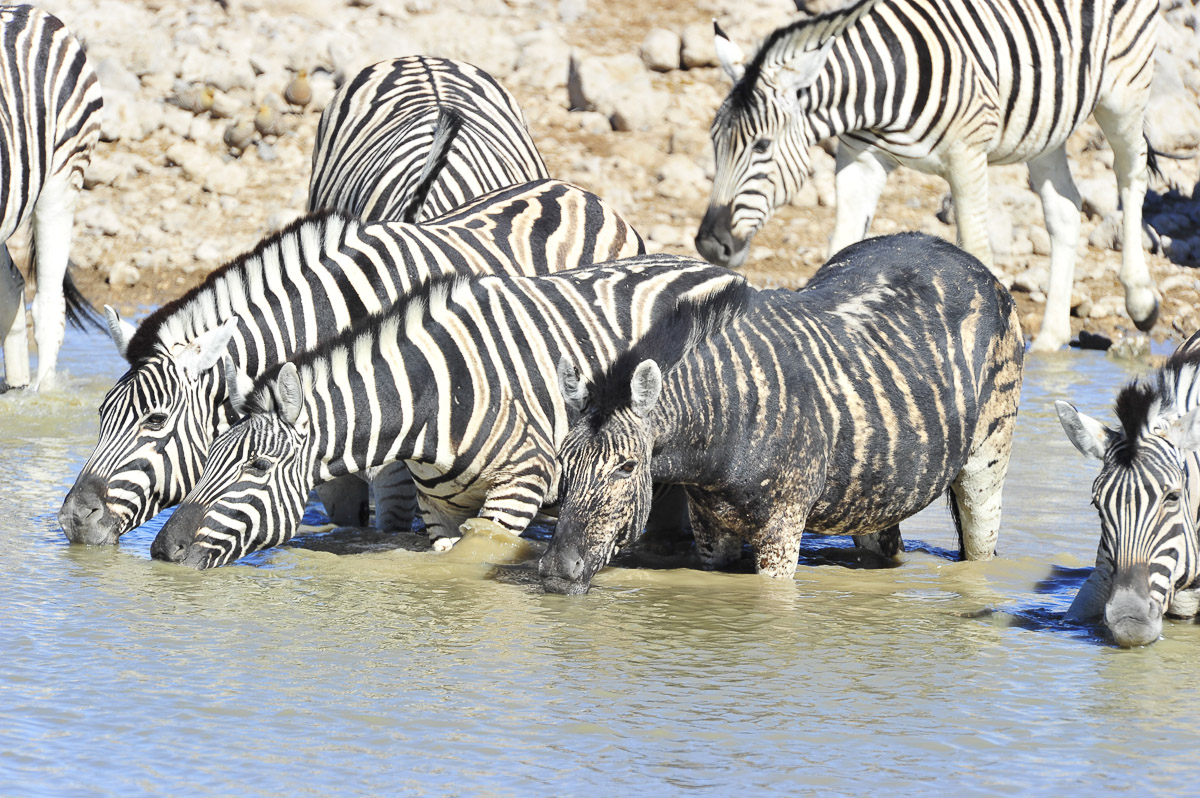 Zebras drinking at Okaukuejo in Etosha