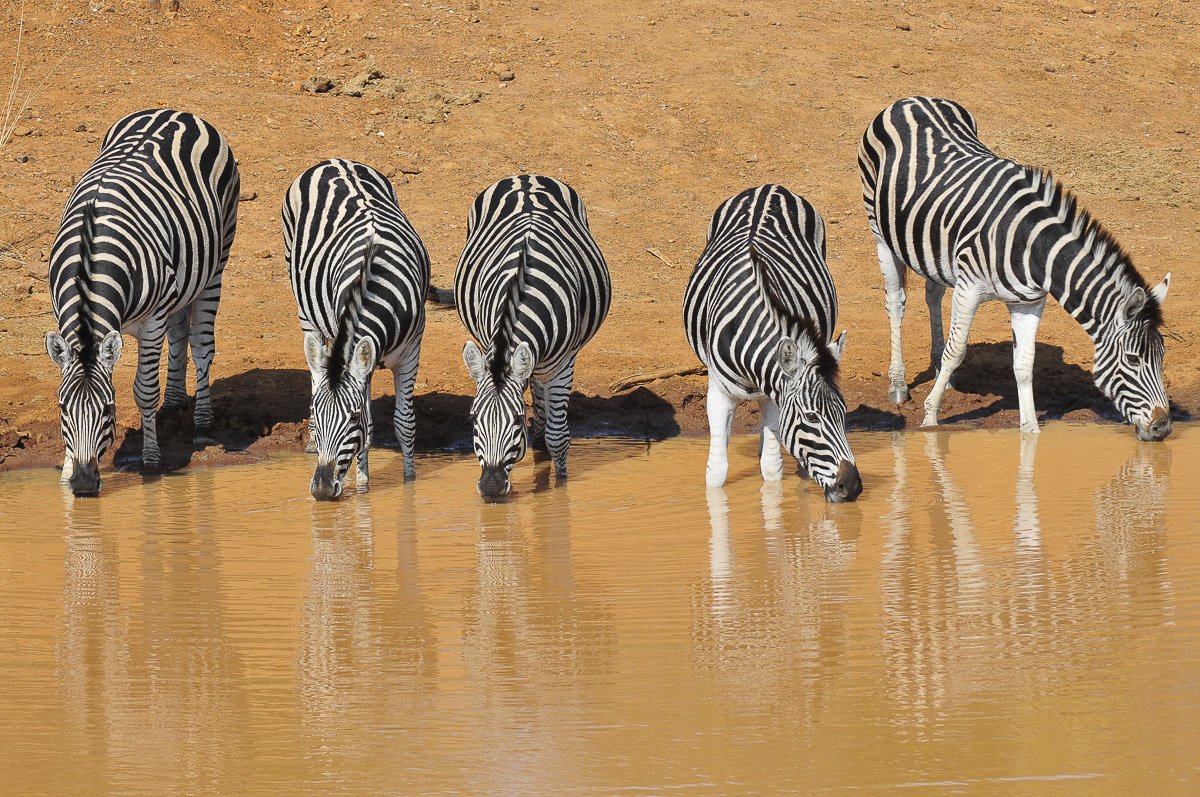 Zebras drinking at Ratlhogo hide