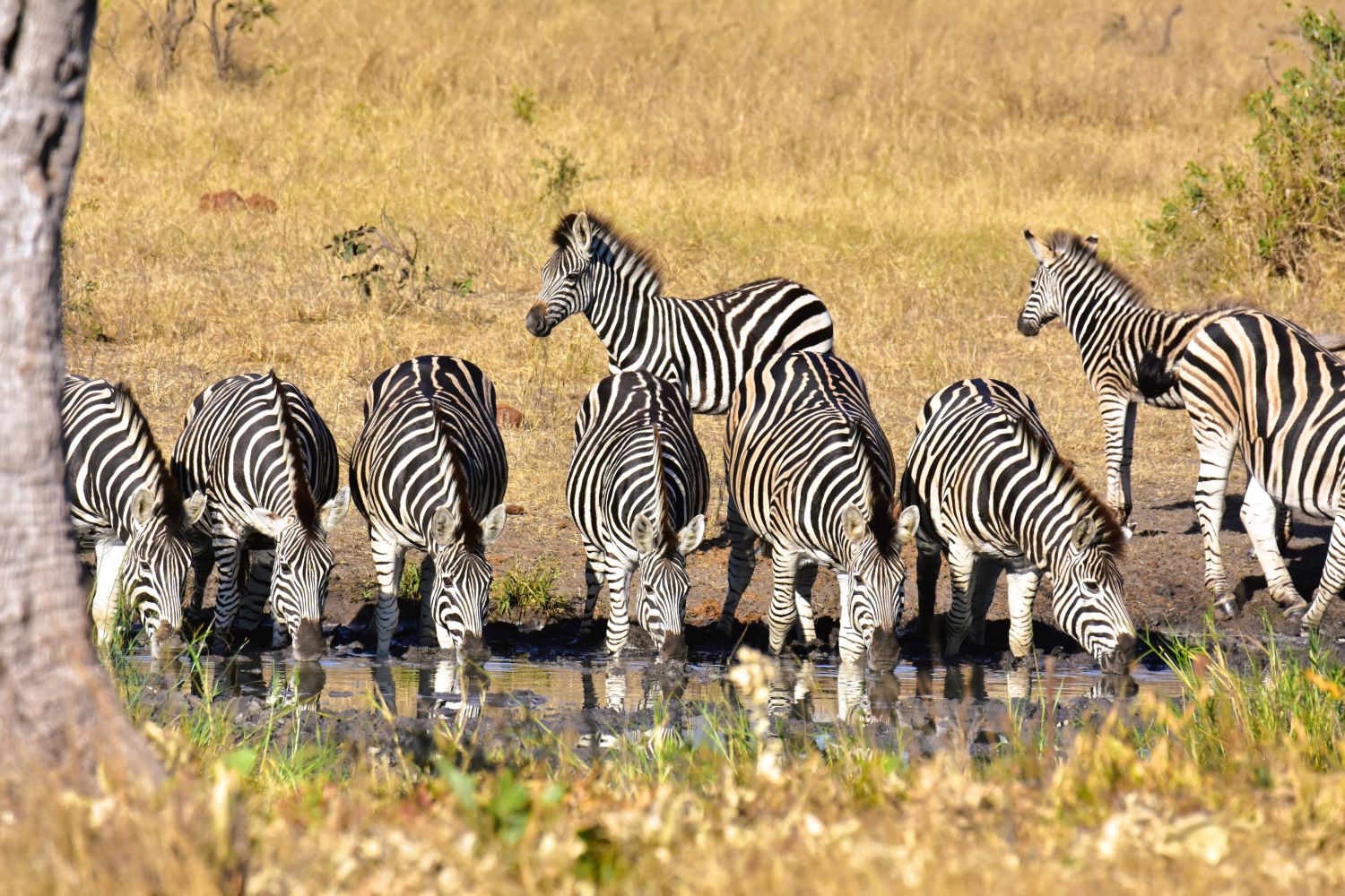 Zebras drinking at Talamati waterhole Zebras drinking at Talamati waterhole