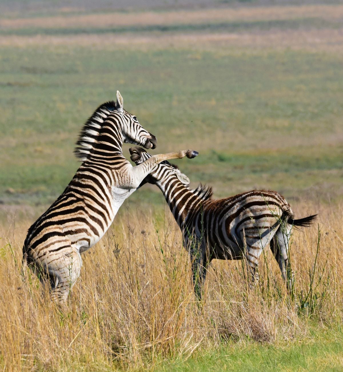 zebras fighting zebras fighting