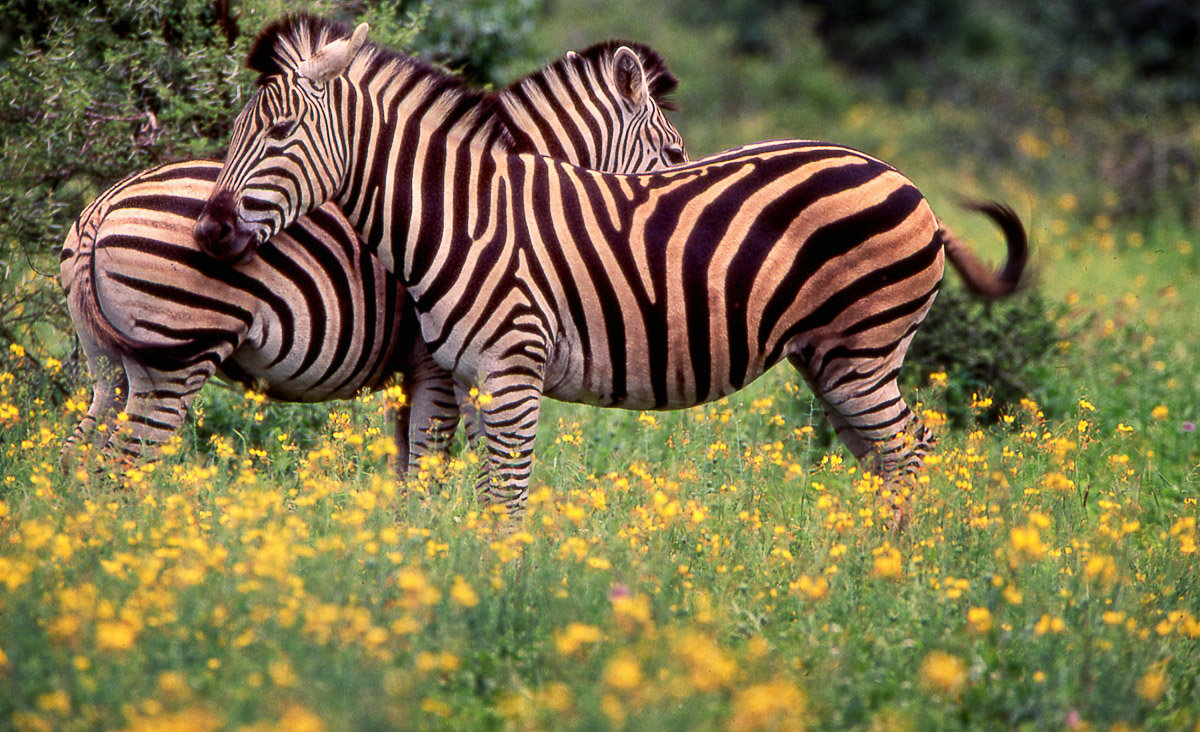 Zebras in the flowers near Roodewal Bush Lodge