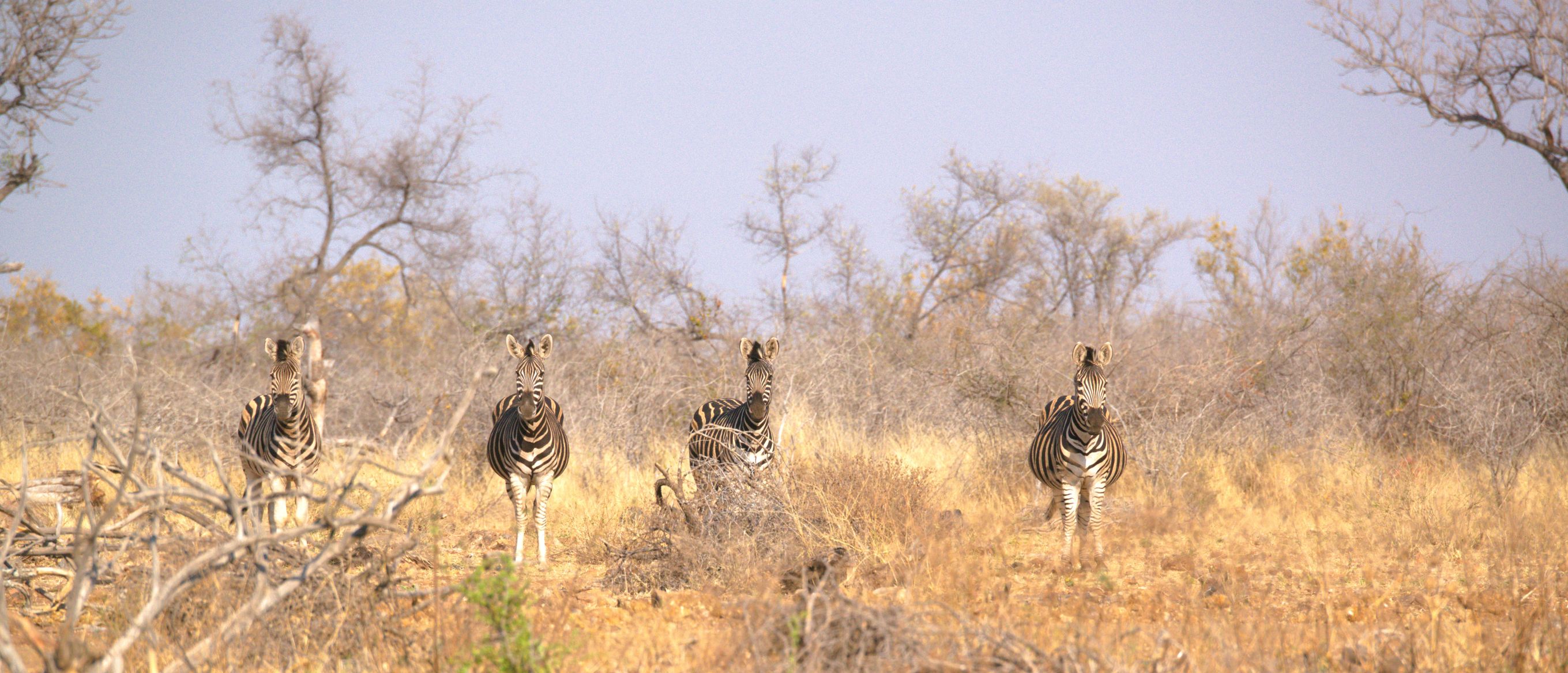 Zebras image taken on game drive with Motswiri Private Safari Lodge