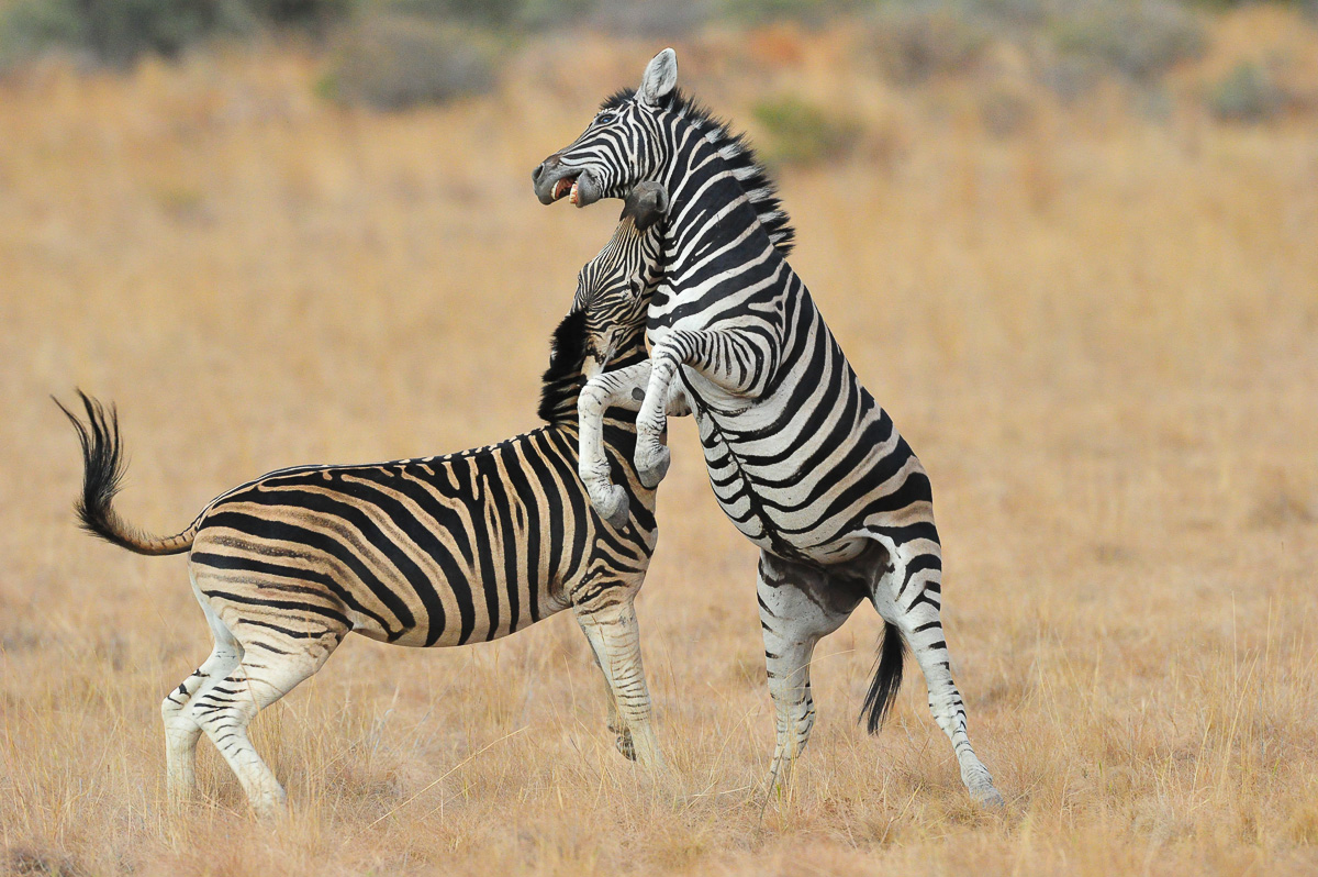 Zebras playing in the Pilanesberg