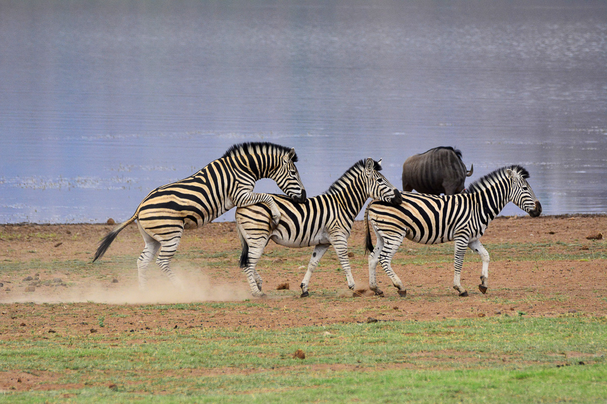 Zebras playing at Mankwe dam