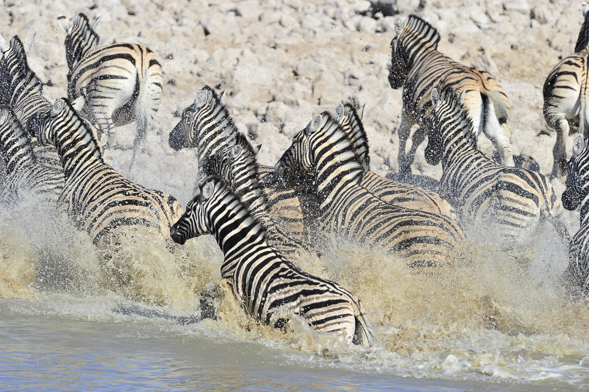 Zebras running out of the Okaukuejo waterhole