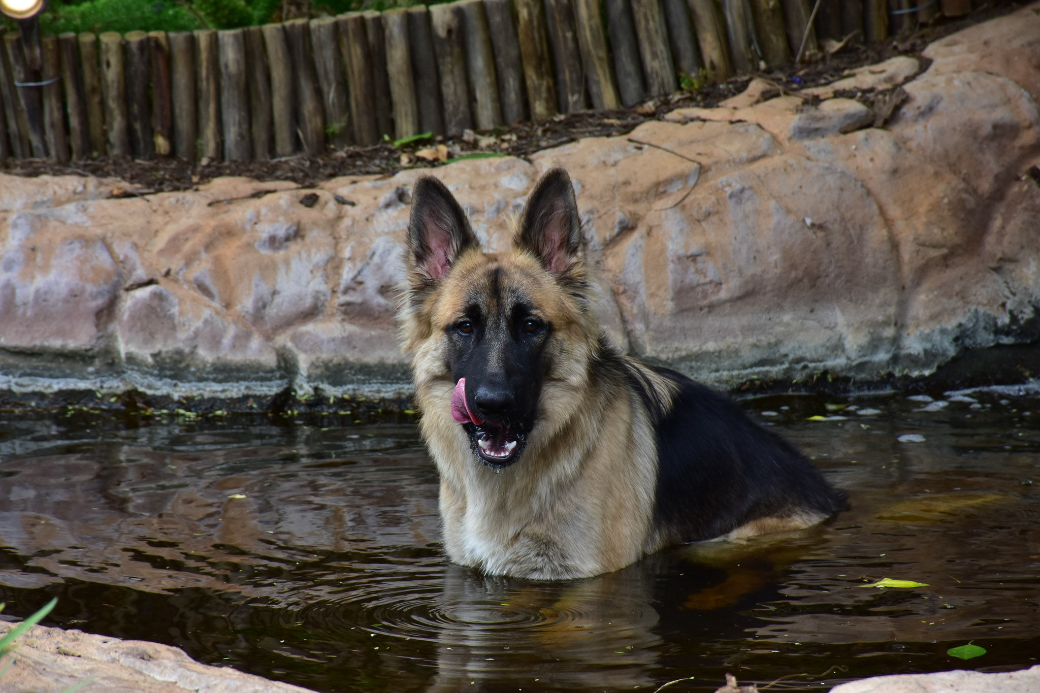 Zeus the Alsatian dog