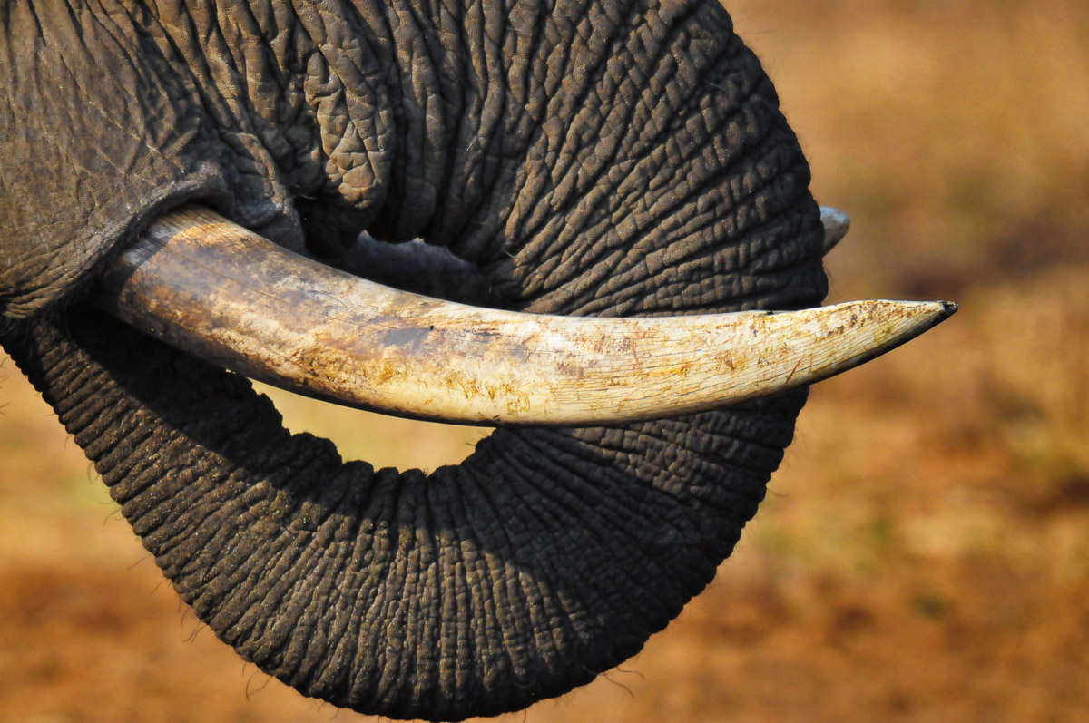 Close up of Elephant trunk and tusk taken in the Kruger Park