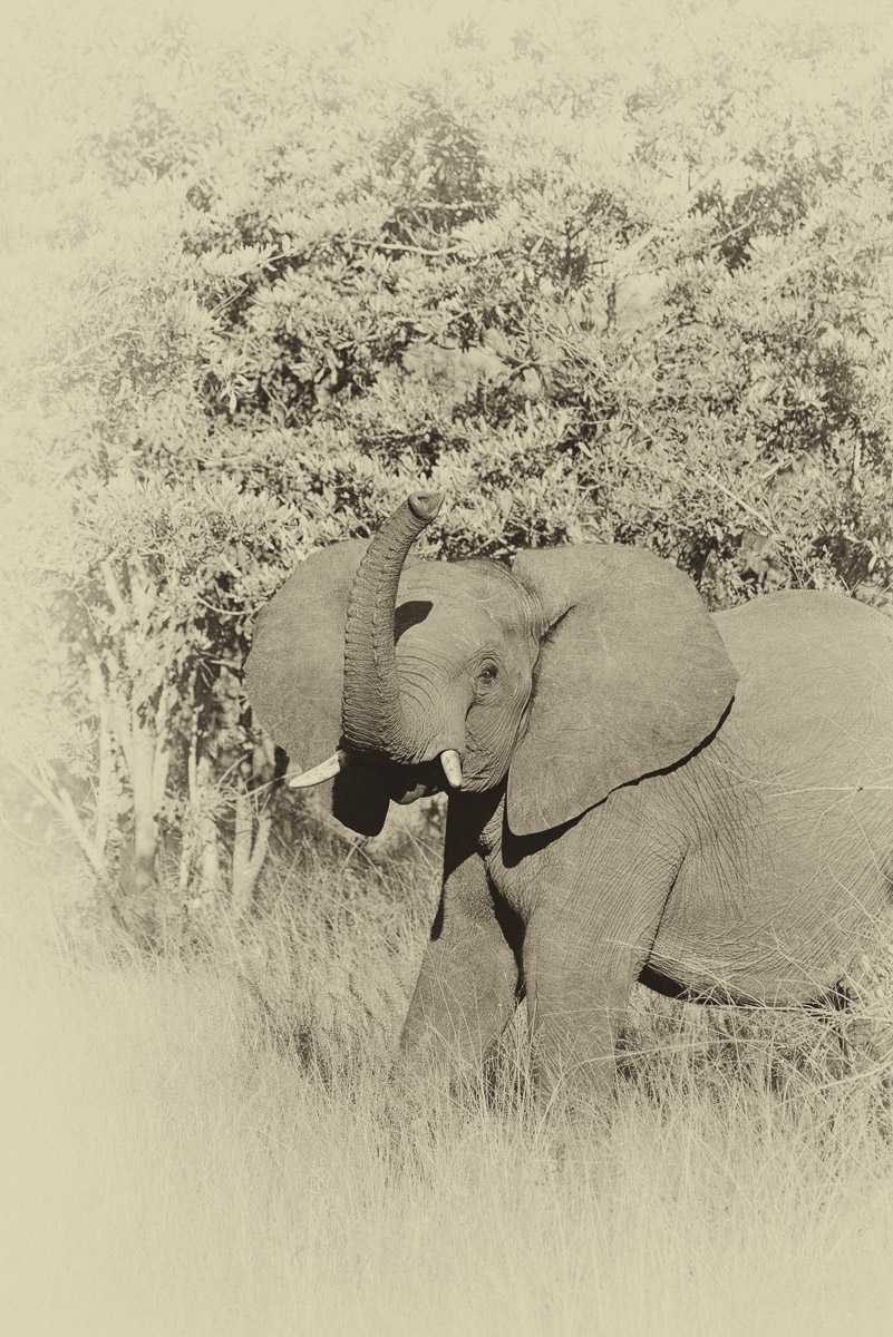 Young Elephant sniffing the air or us taken near Punda Maria in the Kruger Park