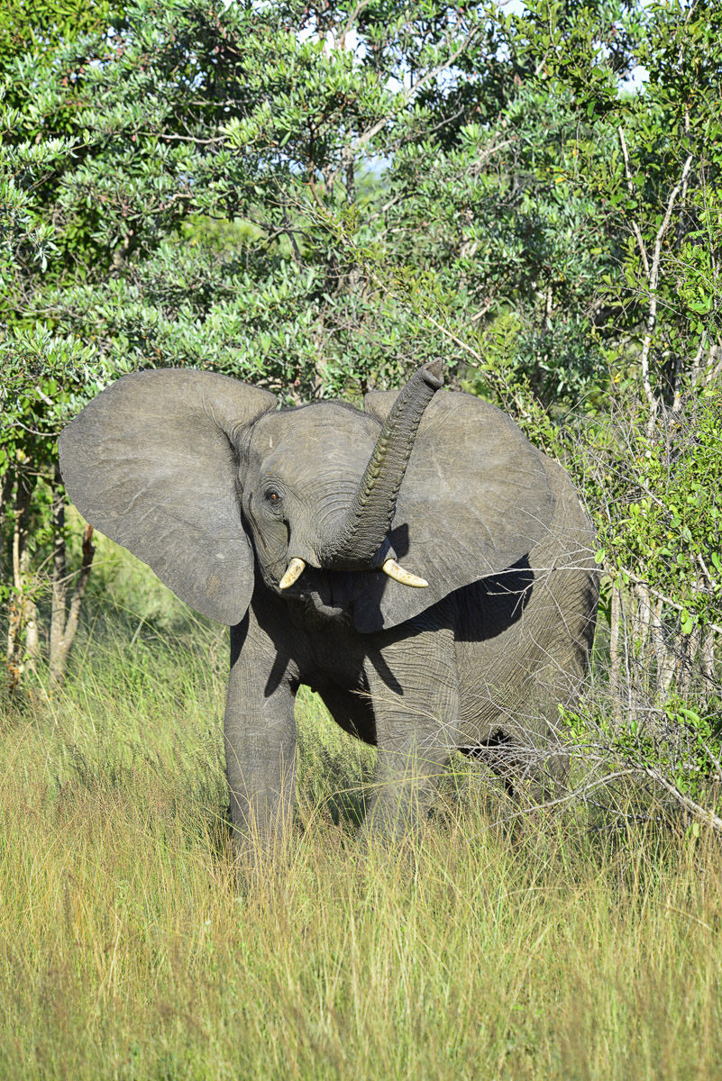Young Elephant with trunk in the air, near Punda Maria Camp in the Kruger Park