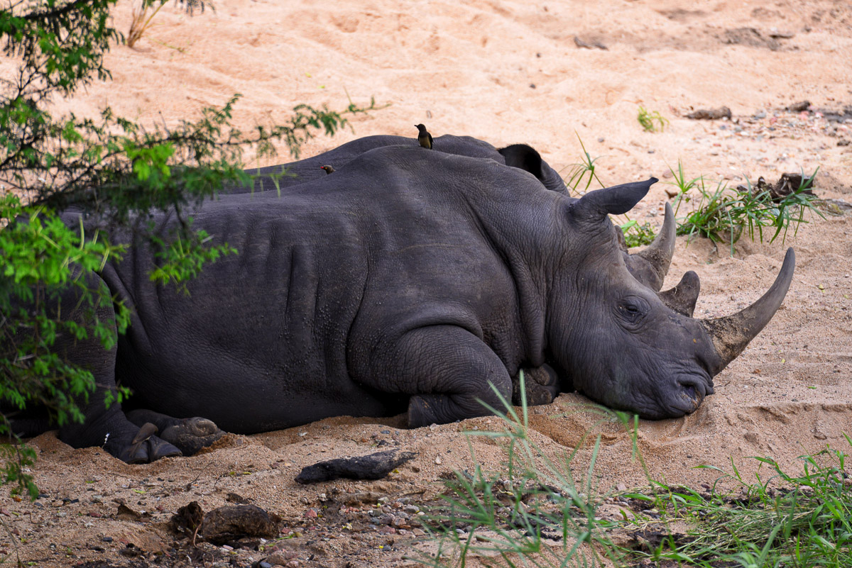 Two White Rhinos having a snooze in the riverbed in the Kruger National Park