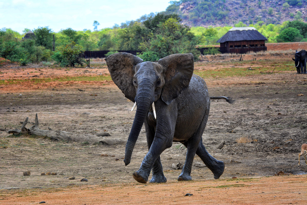 Elephant after mud bath at Sable Dam with Sable Hide in the back ground on the S51near Phalaborwa in the Kruger Park