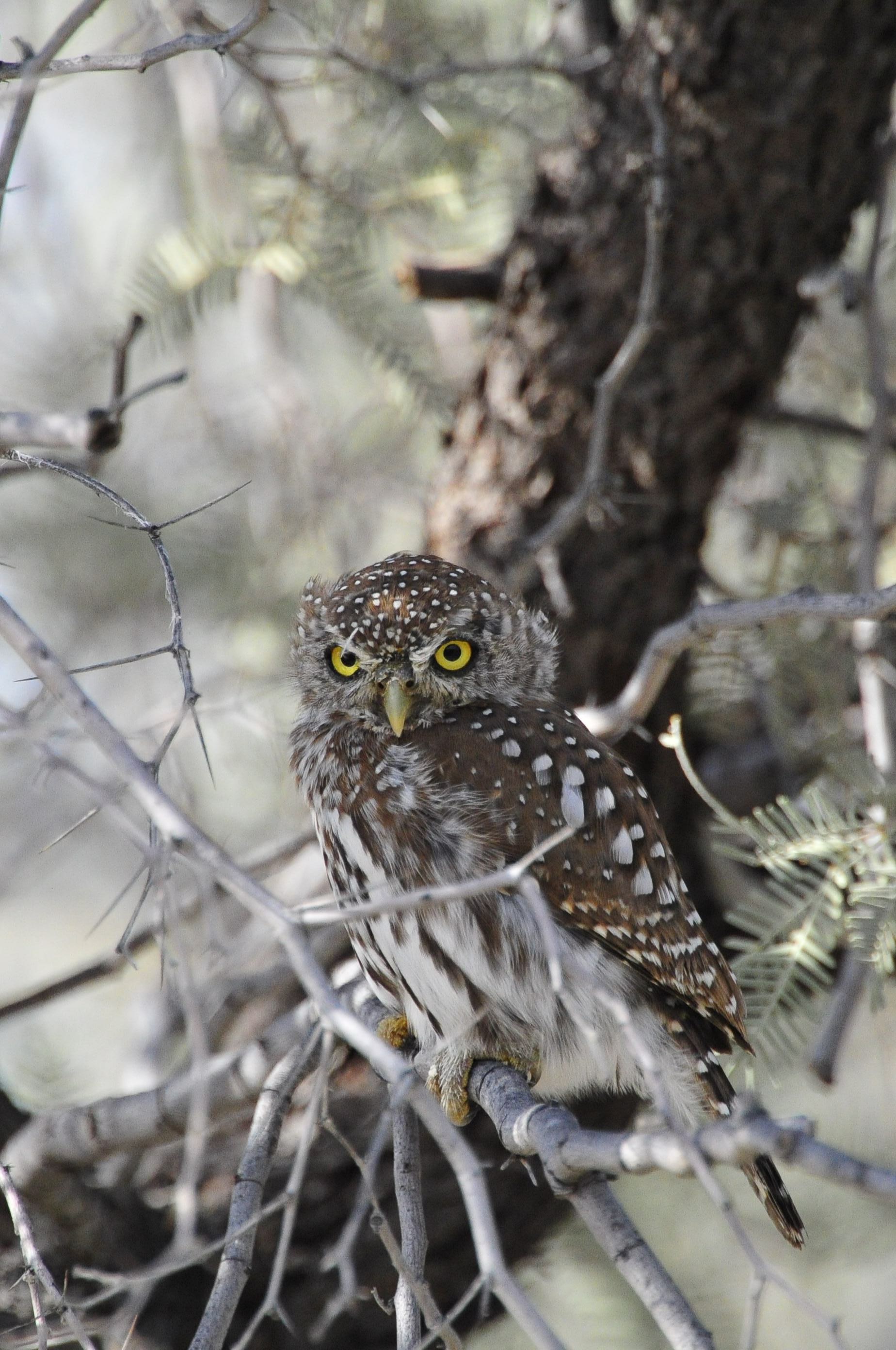 Pearl spotted owlet at Urikaruus camp