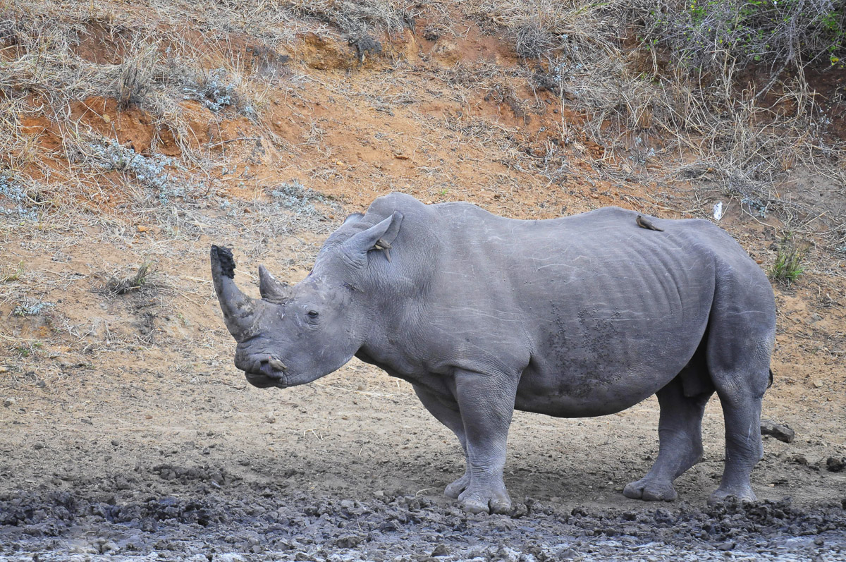 White Rhino collecting mud on its horn, image taken in the Kruger National Park