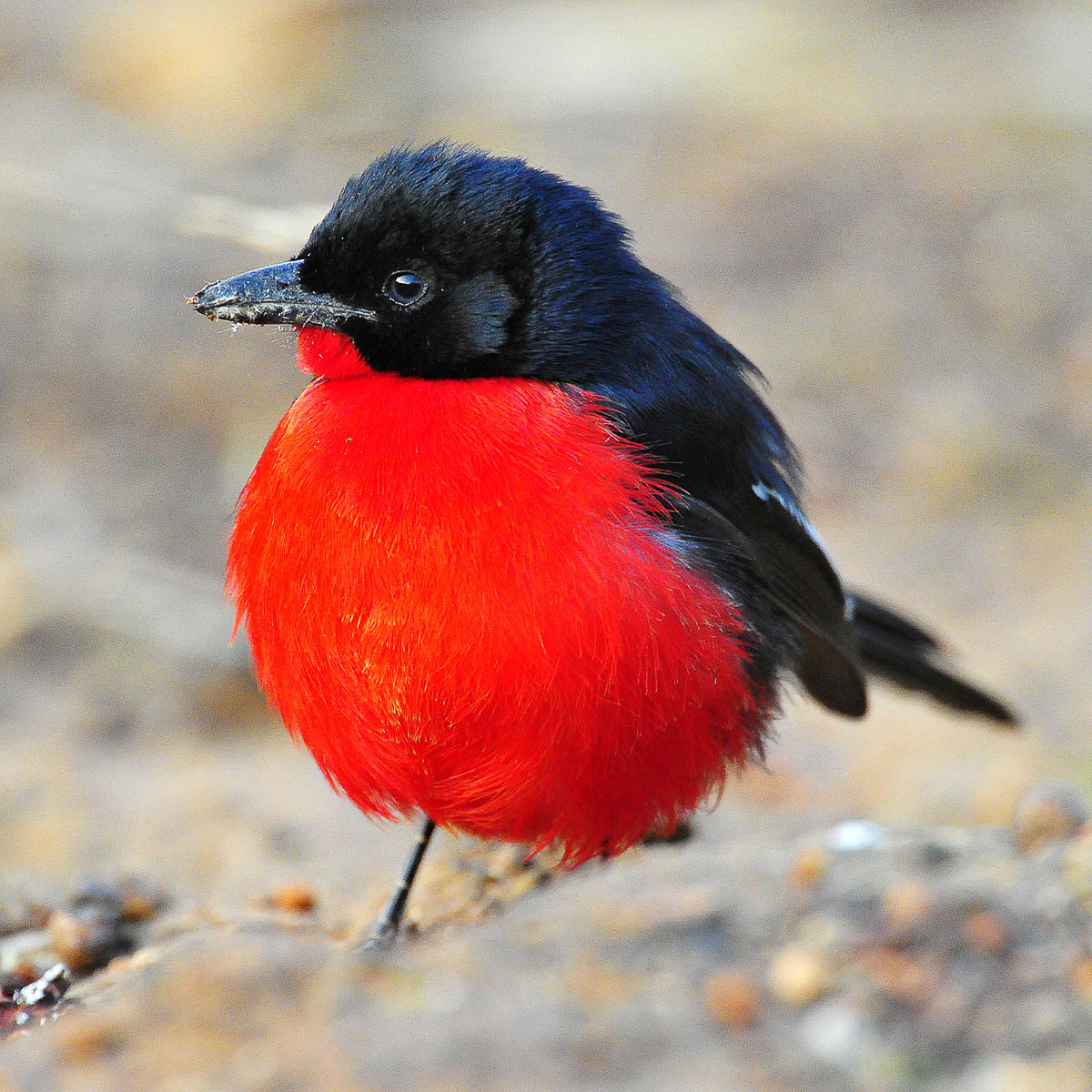 crimson breasted shrike in Manyane complex
