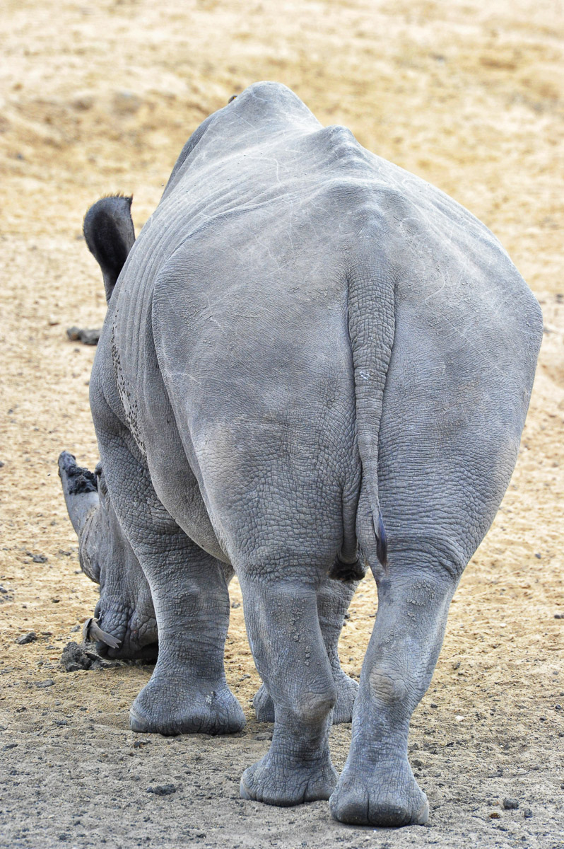 The tail end of a White Rhino, image taken in the Kruger Park