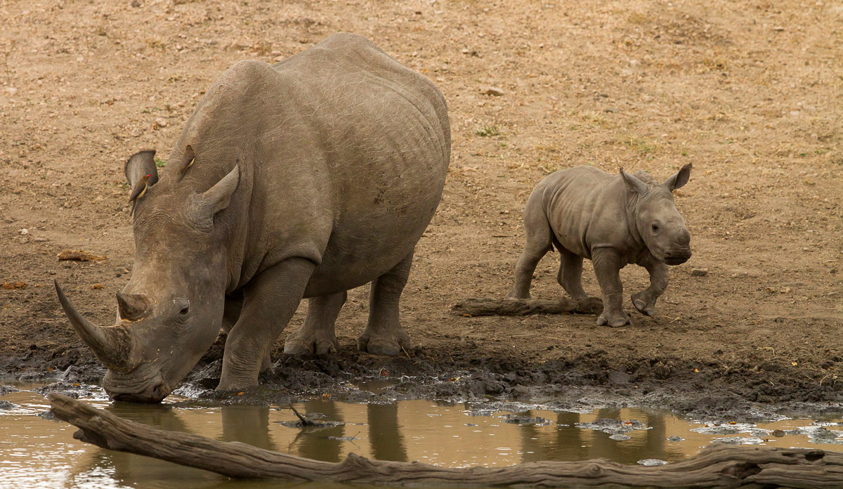 White Rhino mom with a very young calf coming down to drink at a waterhole in the Kruger Park