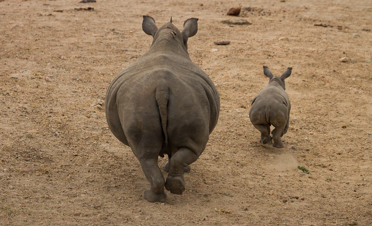 White Rhino mom and her very young calf leaving the waterhole in a hurry taken in the Kruger National Park