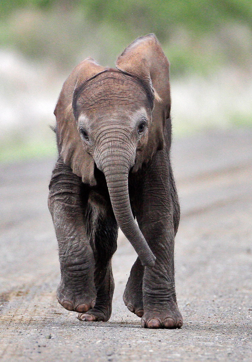 Baby Elephant running in road towards his mommy in the Kruger Park
