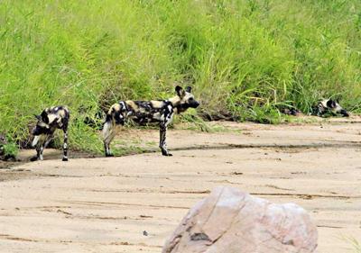 Taken from the bridge 2