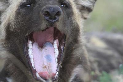 How is that for close. 600mm