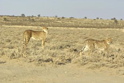 Two cheetahs on the hunt